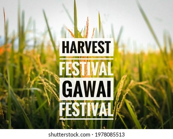 The Words Harvest Festival, Gawai Festival, With Blurred Backgrounds, Festival Concept.