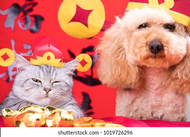 Words Mean Best Wishes And Good Luck For The Coming Chinese New Year; Dog And Cat Dressing As The Chinese God Of Wealth