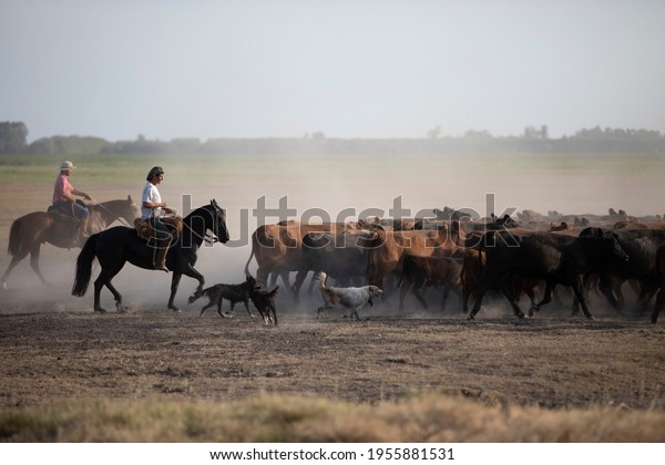 I work with\
Angus cattle in the Argentine\
field