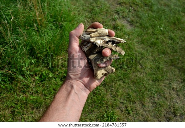 the work of an archaeologist on the excavation of\
a Neolithic settlement. a man holds the bones of a prehistoric\
horse in his hand. teeth and jaw in palm. inhabited by prehistoric\
hunters