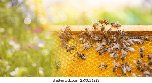 The work of bees and the collection of honey. The bees are actively filling up with honey.