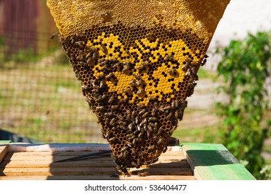 Work bees in hive Bees convert nectar into honey and close it in the honeycomb
