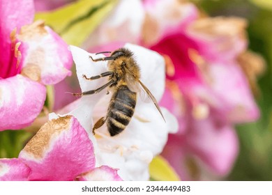 work of bees in spring flowers