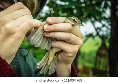 Work Of A Biologist, Zoologist, Ornithologist. Studying Birds, Feather Mites, Parasites. Inspecting The Feathers Of A Small Bird. The Background Is Blurred.