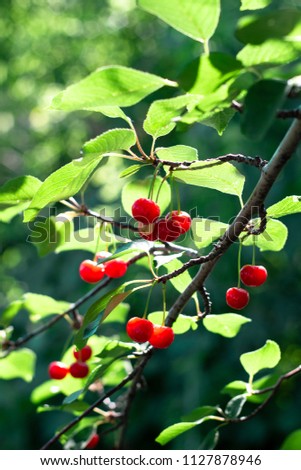 Work in a cherry garden.