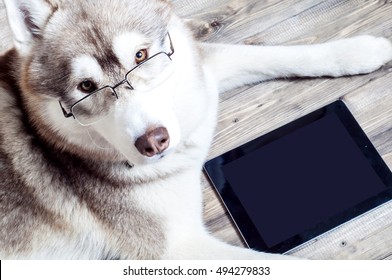 Work At The Computer, Dog With Computer, 
Dog With Glasses