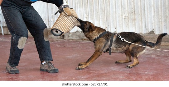 Work Dog By Attacking A Bite Sleeve Held By Its Handler.