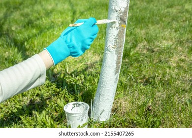 Work in the garden. Applying whitewash to a tree in the backyard. A gardener paints a tree trunk with a brush. Apple tree trunk, protection against pests and diseases, chalk whitewashing.