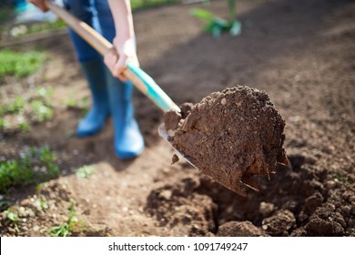 Work in a garden - Digging Spring Soil With Spading fork
Close up of digging spring soil with blue shovel preparing it for new sowing season. - Powered by Shutterstock