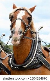 Work Horse Sticking Out Tongue 