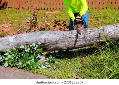 Work man cuts through large tree trunk on ground with chainsaw in yard after strong tornado