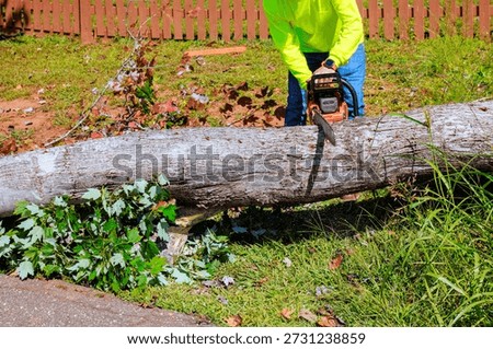 Work man cuts through large tree trunk on ground with chainsaw in yard after strong tornado