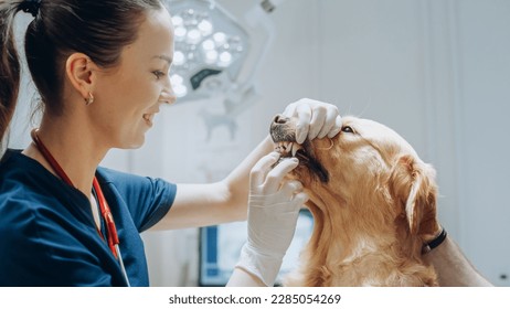 Work at Modern Veterinary Clinic: Female Veterinarian Carefully Inspects the Teeth and Fangs of a Noble Golden Retriever. Dog's Attentive Owner Brings His Pet Friend in For a Routine Check Up Visit - Powered by Shutterstock