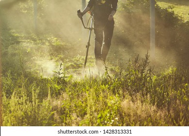 work to mow the grass trimmer. process of mowing tall grass with a trimmer. selective focus on uncut Tawa and scatter particles of cut grass. evening lights make their way through the fog. copy space