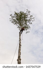 Work On Top Of The Tree.
Removal Of Large Emergency Trees By Arbordistics Specialists.
