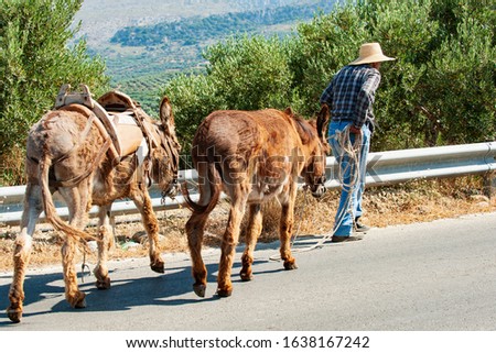 The work of the peasant man using donkeys, as often found today on the roads of the Greek islands