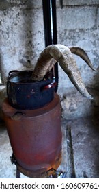 Work Of A Taxidermy Horn Of A Mountain Goat In Processing