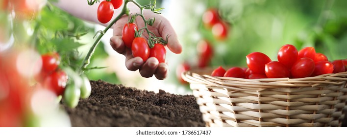 work in vegetable garden hand and basket full of fresh tomatoes cherry from plant, panoramic image