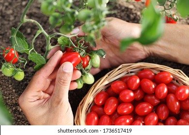 work in vegetable garden hands picking fresh red tomatoes cherry from the plant with wicker basket, close up on soil top view - Shutterstock ID 1736517419