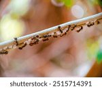 Worker ant colonies in nature 