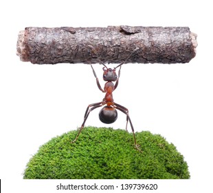 worker ant formica rufa holding heavy log, isolated on white background