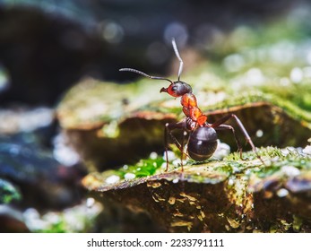A worker ant Formica rufa in its natural forest habitat in close-up