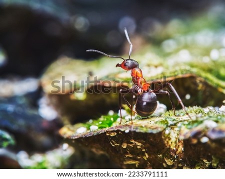 A worker ant Formica rufa in its natural forest habitat in close-up