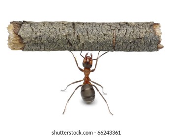 worker ant holding heavy log, isolated
