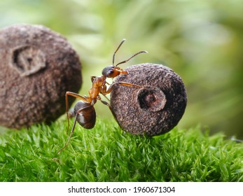 worker ant rolls heavy seed on grass in forest