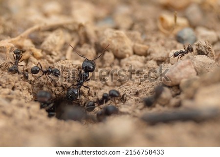 Worker ants and soldier ants, black, of the species Messor barbarus, on a spring day in the field, next to their nest, seen at ground level