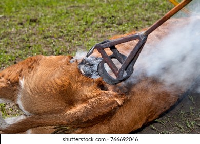 Worker Applying A Red Hot Branding Iron To A Calf Roped And Lying On The Ground In A Close Up View Of The Burnt Wood And Hair As The Iron Is Removed