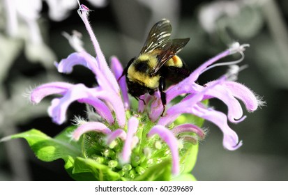 Worker Bee