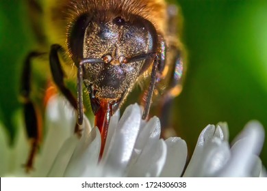 Worker Bee Collecting Nectar From White Flowers