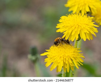 A worker bee collects nectar from a dandelion. Spring time for collecting nectar and pollen from bees.