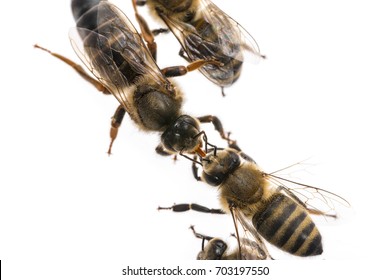 Worker Bee Is Feeding The Queen (apis Mellifera)