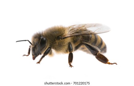 Worker Bee Isolated On A White Background