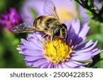 Worker bee on Sapphire Mist aster flowers in autumn garden on a sunny day