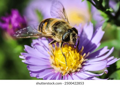 Worker bee on Sapphire Mist aster flowers in autumn garden on a sunny day