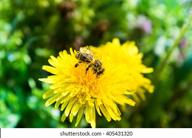 Worker Bee On Yellow Flower With Blurred Background