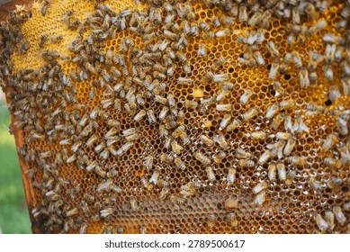 Worker bees actively filling hexagonal cells, processing nectar into honey and building a natural wax comb structure
