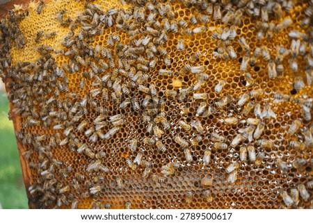 Worker bees actively filling hexagonal cells, processing nectar into honey and building a natural wax comb structure