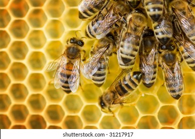 Worker Bees On Honeycomb