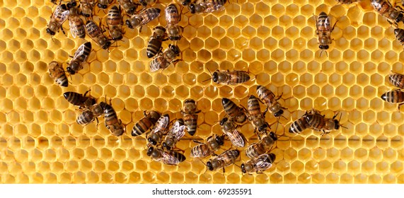 Worker Bees On Honeycomb