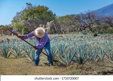 Worker In Blue Agave Field In Tequila, Jalisco, Mexico
