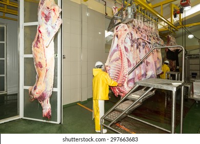 Worker Carcass Slaughterhouse Rights Animal Cattle Abattoir Sanitation Beef Camera Cattle Production Line In A Slaughterhouse And Refrigeration Room Employees Assisting The Process Worker Carcass Slau