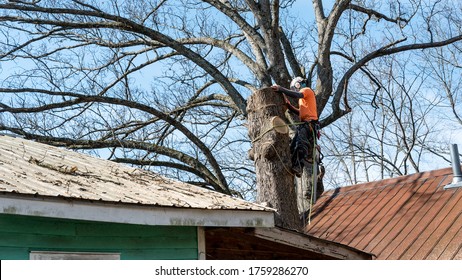 Worker with chainsaw  and helmet just above roof and cutting down tree
