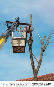 Worker With Chainsaw In Truck Tower Basket Cutting Branches. Tree Surgeon In Lifting Bucket Using Saw To Cut Branches Down. Arborist Remove Tree Branches On Height. Pruning Trees.