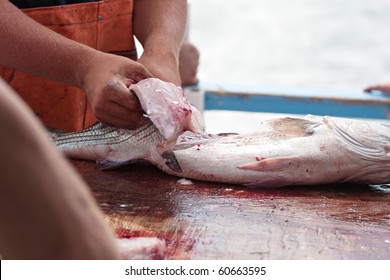 A Worker Cleaning And Filleting A Fresh Caught Saltwater Striped Bass Fish.