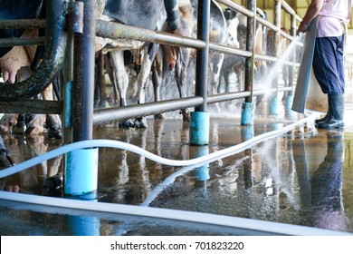 Worker cleaning floor and cowshed in the dairy farm