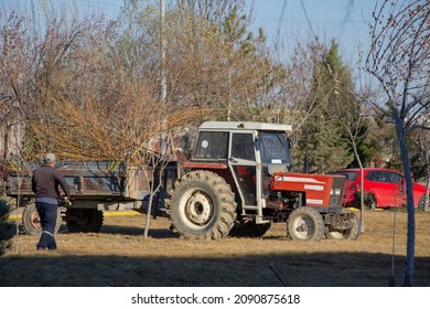 Worker Cleaning Trees In The Big Park And Load On A Tractor Trailer. Hardworking Man Removes Dry Fallen Branches